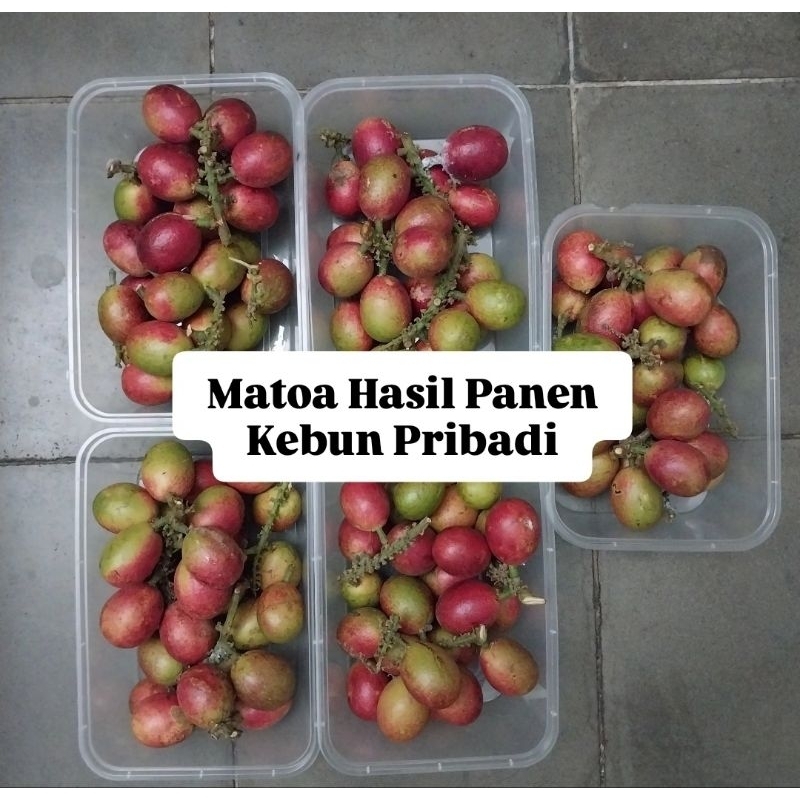 

BUAH MATOA LOKAL MANIS