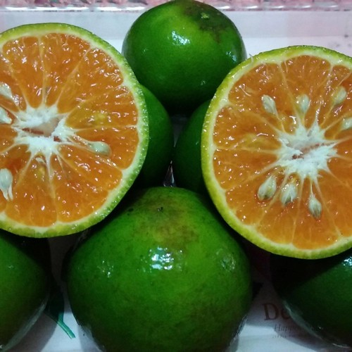 

BIBIT JERUK BW MADU SUDAH BERBUAH PRODUK SPESIAL