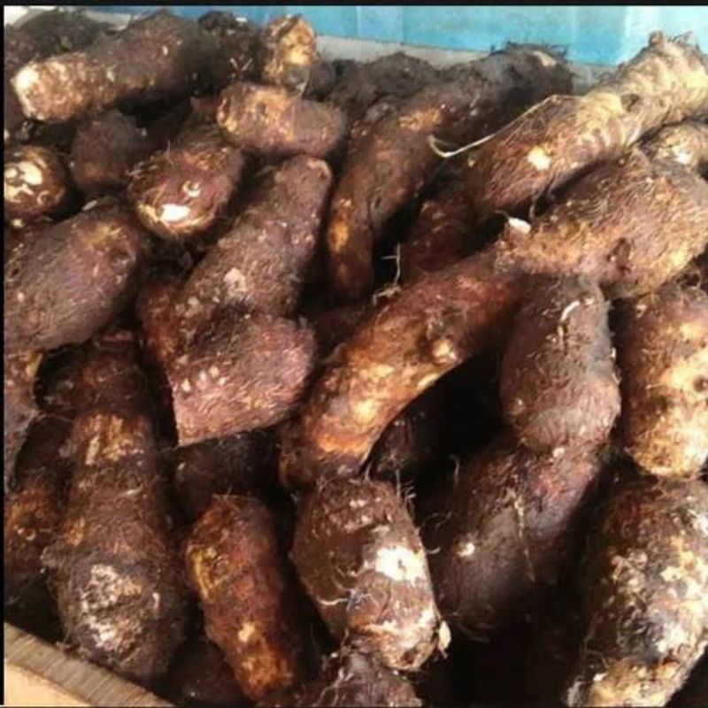 

bisa cod UMBI TALAS GAJAH / UMBI BERKUALITAS 1kg .