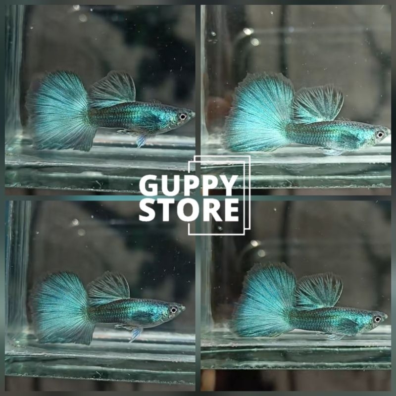 

EXTRA KARDUS GREEN ELEKTRIK