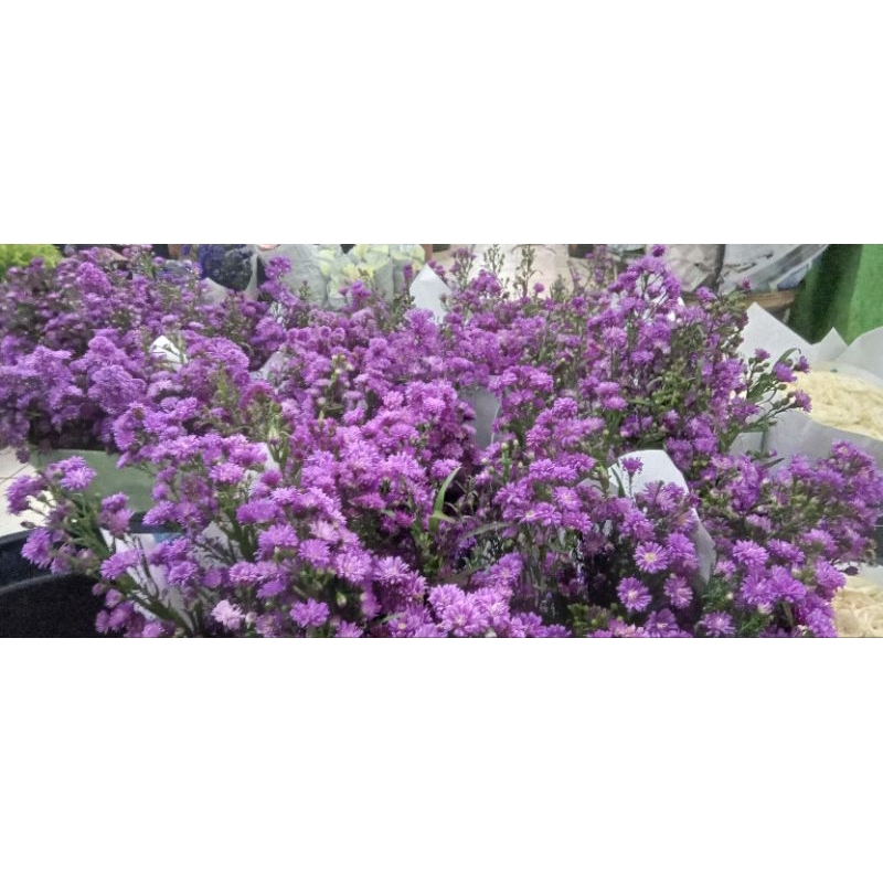 BUNGA PIKOK|BUNGA PIKOK VIOLET|BUNGA POKOK PUTIH|PIKOK BIRU 10 TANGKAI