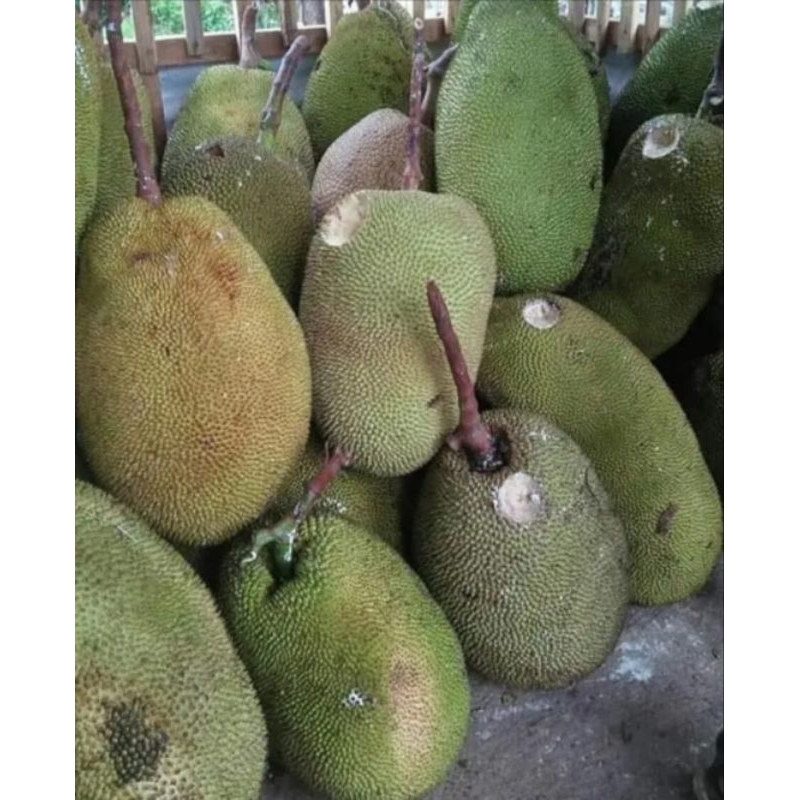 Nangka Utuh 1buah