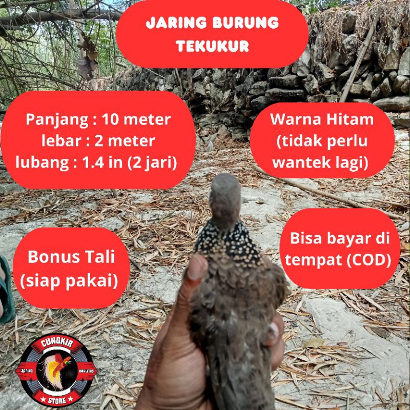 Jaring burung tekukur jaring burung dekuku