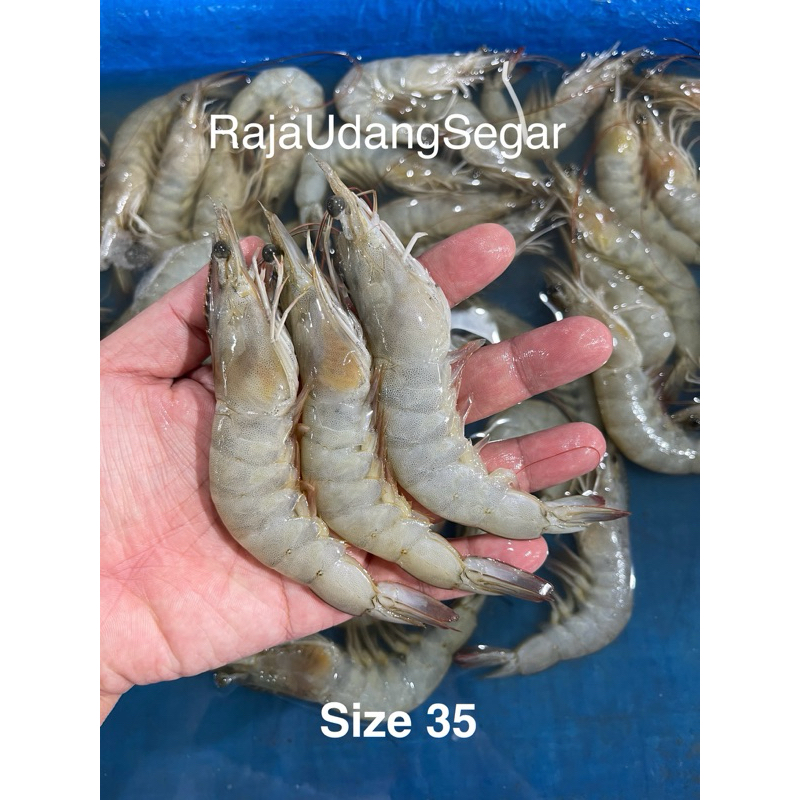 

Udang Vaname Segar Fresh 1kg Size 35 ekor / kg