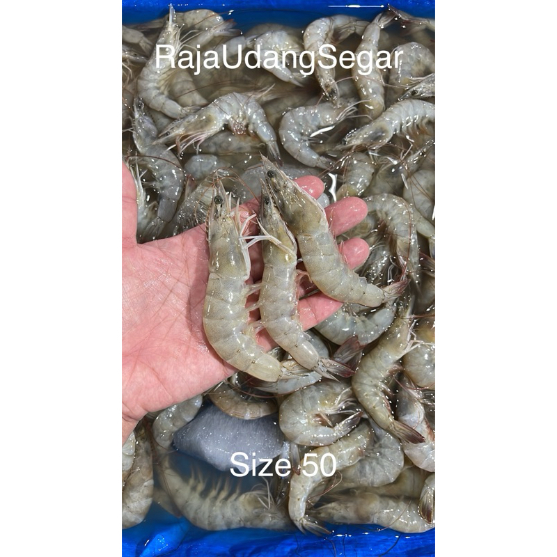 

Udang Vaname Segar Fresh 1kg Size 50 ekor / kg