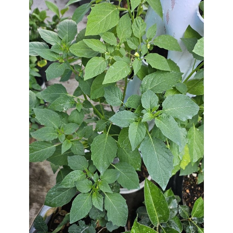 golden berry (ciplukan)