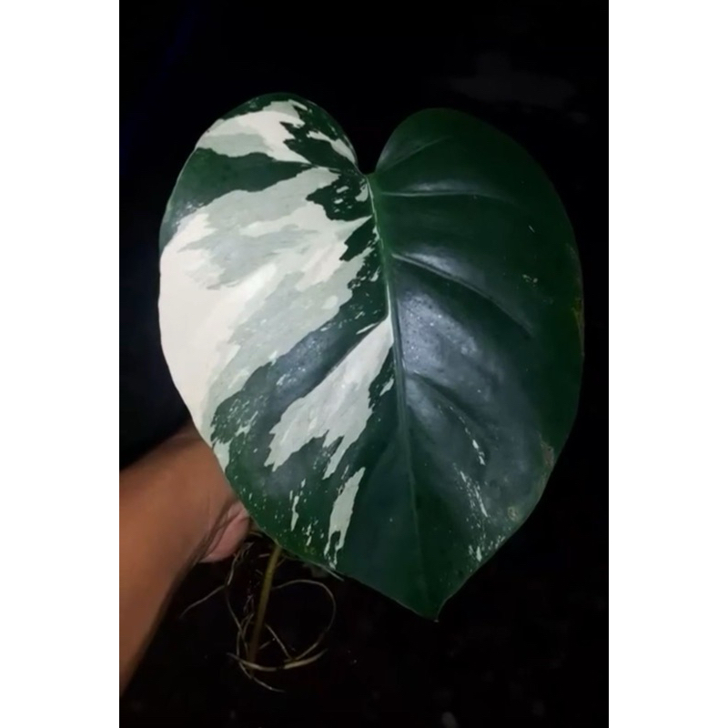 monstera mint
