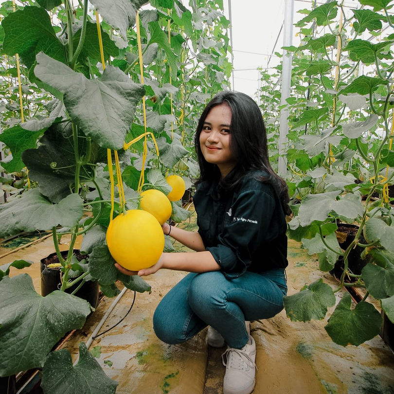 Benih Melon Golden NEW KINANTI - Bibit Buah Melon Eksklusif SUPER MANIS