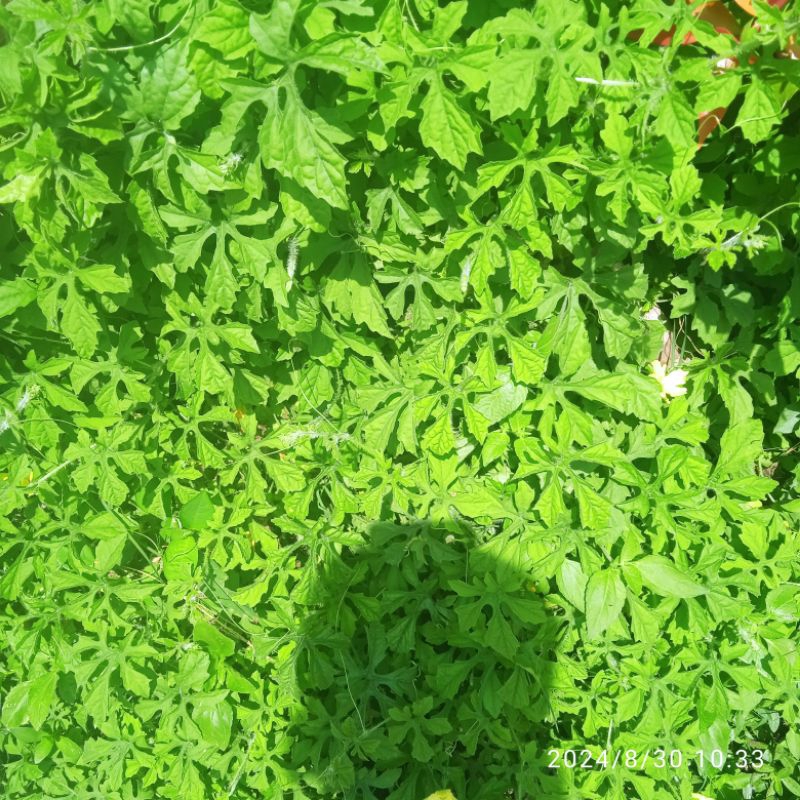 

jual daun pare gengge /pare hutan (20lembar)