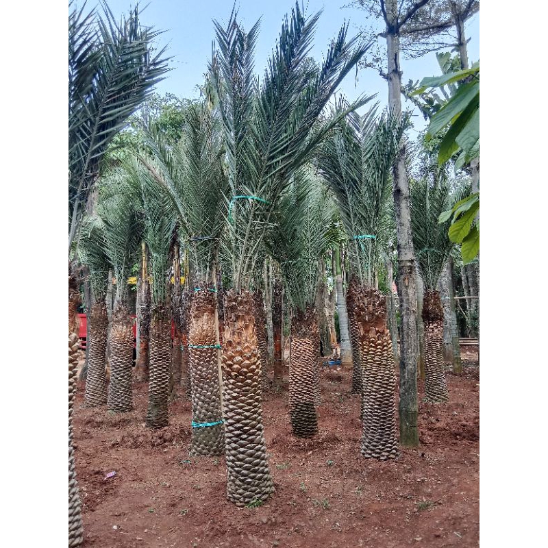 pohon palm kenari
