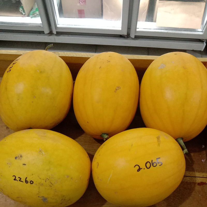 

Semangka Golden