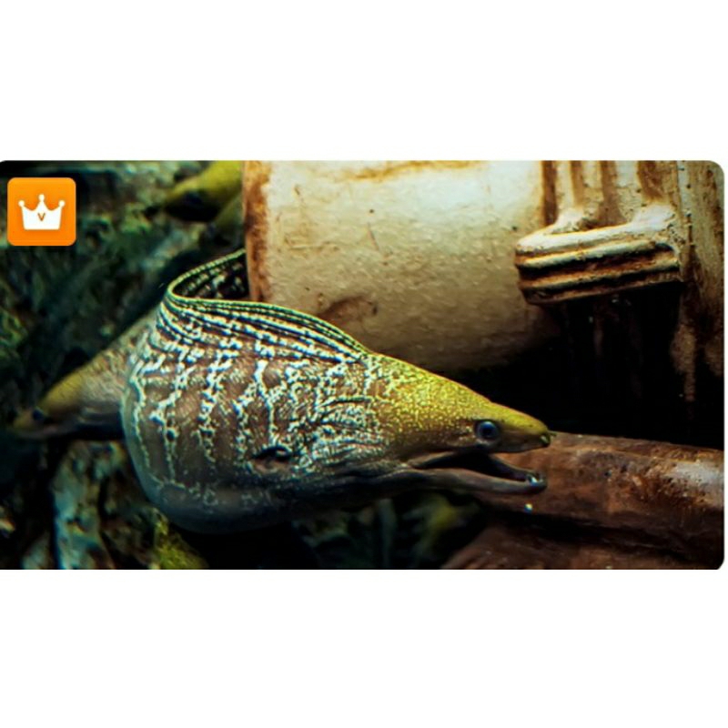 

IKAN HIAS LAUT PREDATOR MORAY EEL