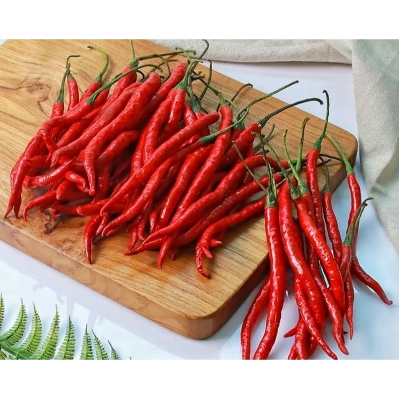 

CABAI MERAH KERITING FRESH DARI KEBUN TERMURAH