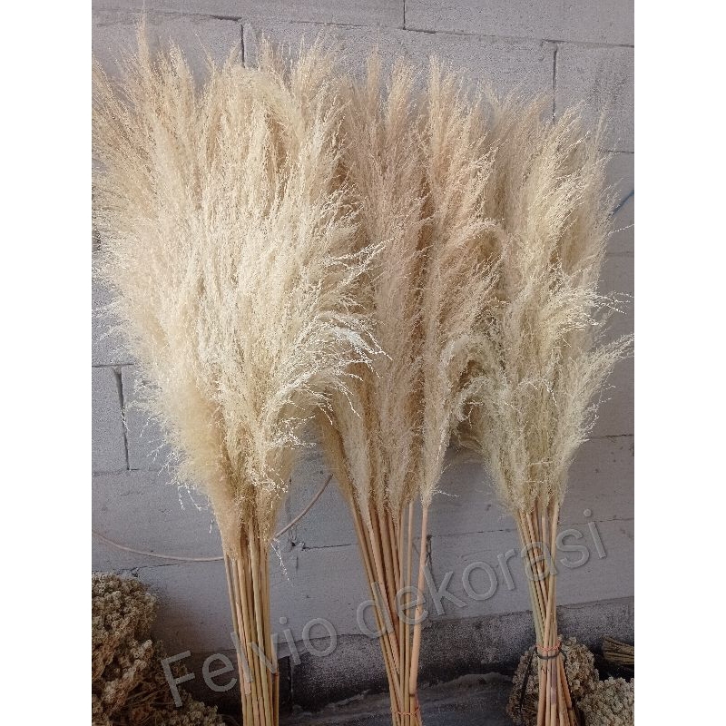 pampas super lereng gunung semeru+ bleching putih