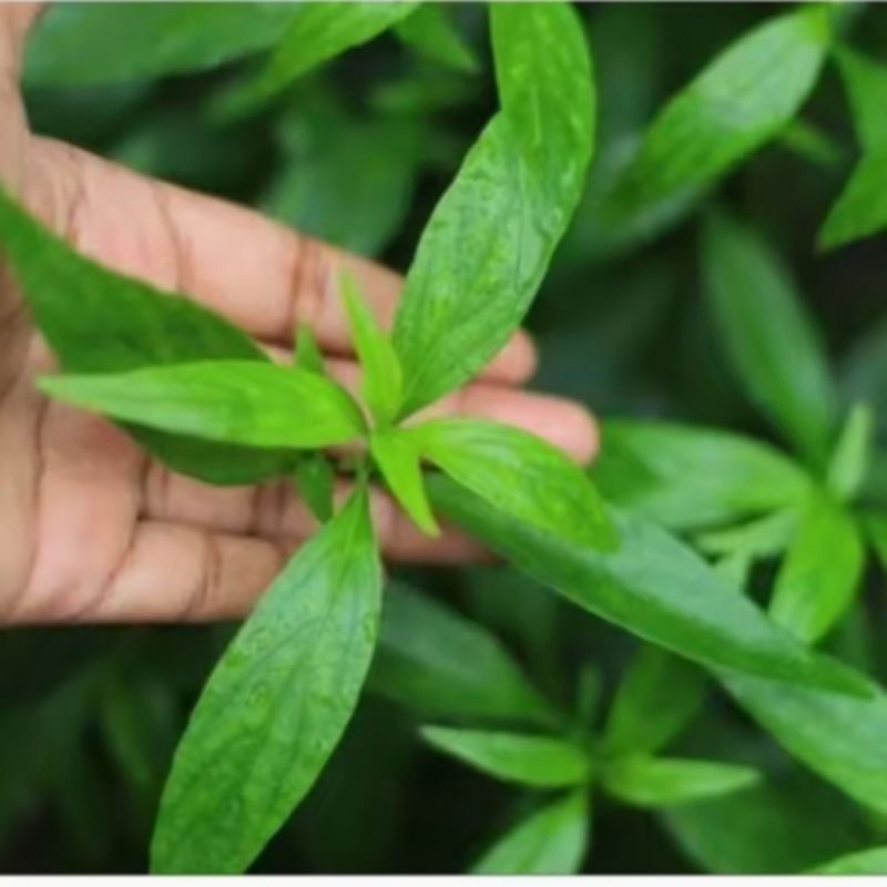 

daun sambiloto segar fresh 150g