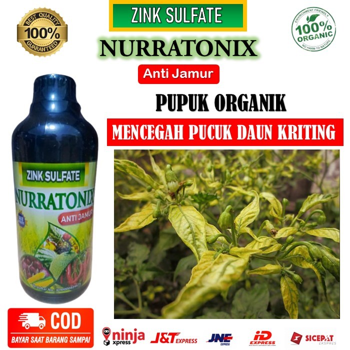 Obat Atasi Virus Kuning / Daun kriting Pada Tanaman Cabe - Obat Cabe Paling Ampuh - NURRATONIX ZING 