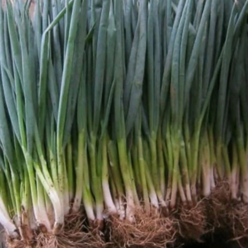 

daun bawang