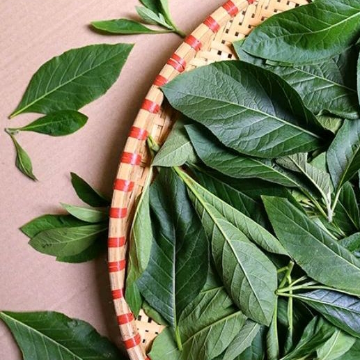 

((HERBAL)) DAUN AFRIKA | SAMBUNG NYAWA | SEGAR 100 LEMBAR OBAT TRADISIONAL