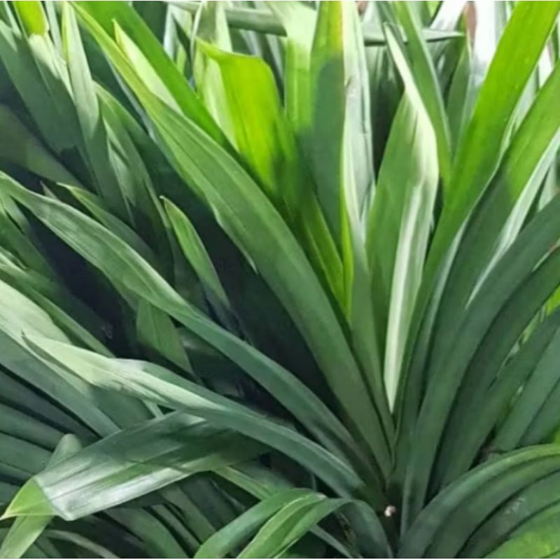 

Daun Pandan Fresh Per Lembar