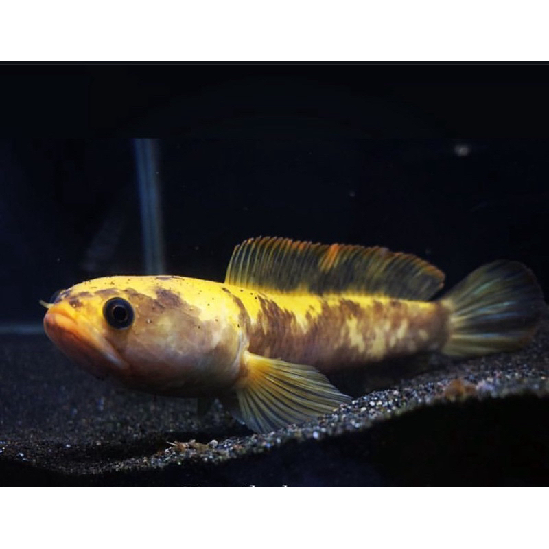 Limbata golden tiger ukuran 3-4 cm top berkualitas