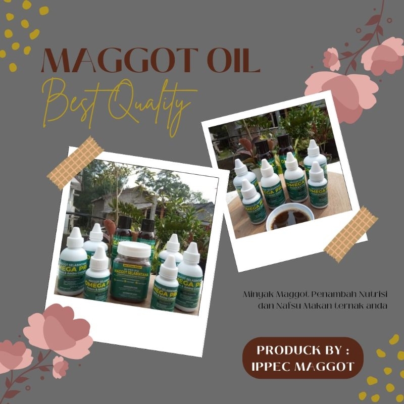 MAGGOT OIL / MINYAK MAGGOT