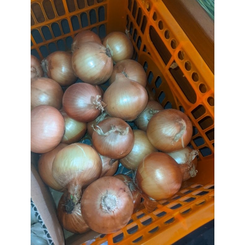 

Bawang bombay 500 grm/1000 grm