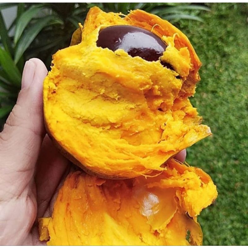 MURAH Bibit Buah Sawo Mentega