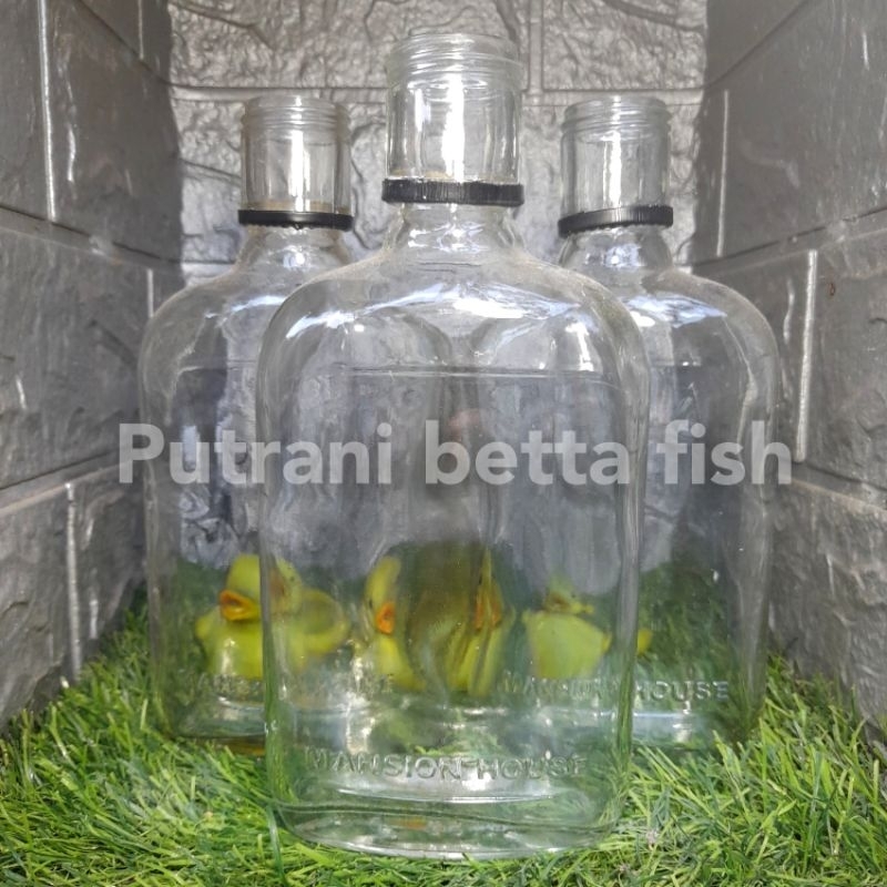 botol kaca gepeng 350ml untuk ikan cupang