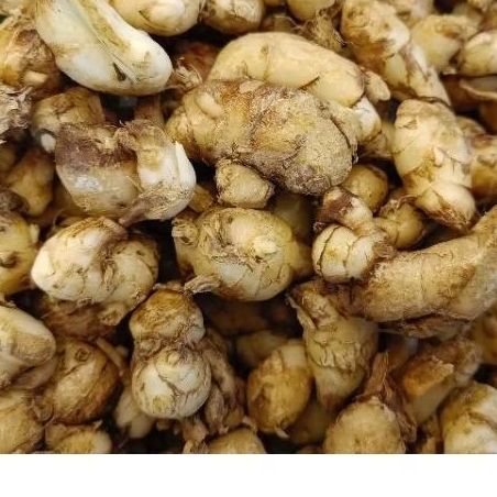 

kencur/cikur segar fresh