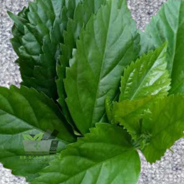 

Jual Daun Bunga Sepatu Segar 1 kg Fresh