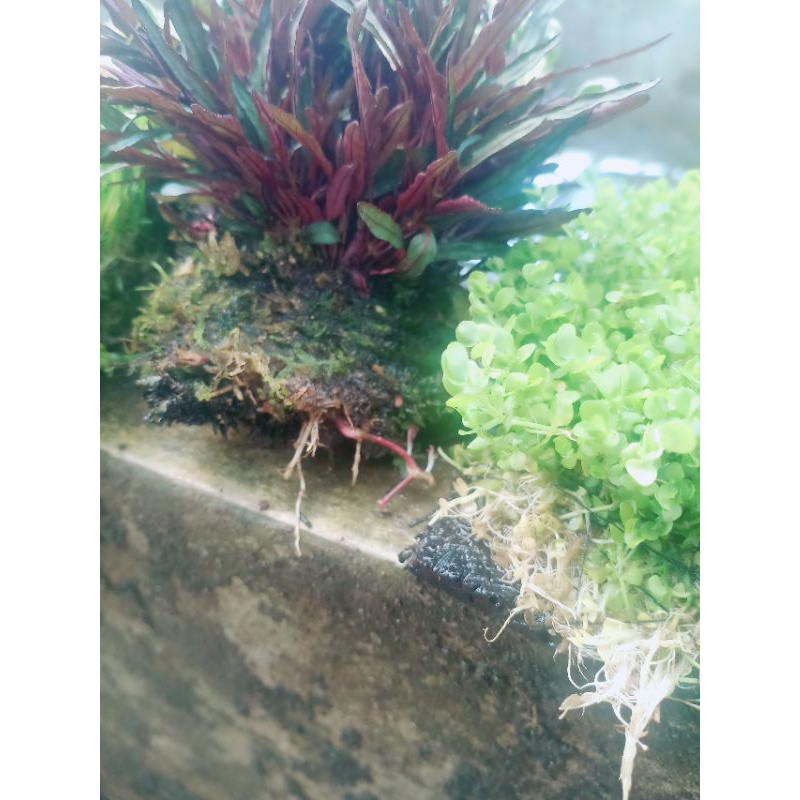 tanaman paludarium  aquarium