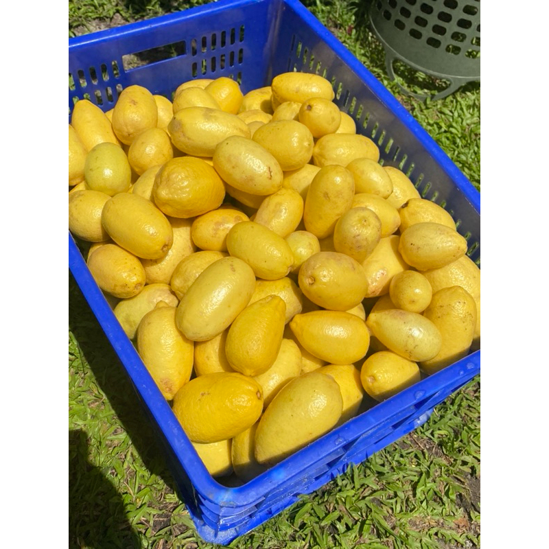 

Buah Lemon Super