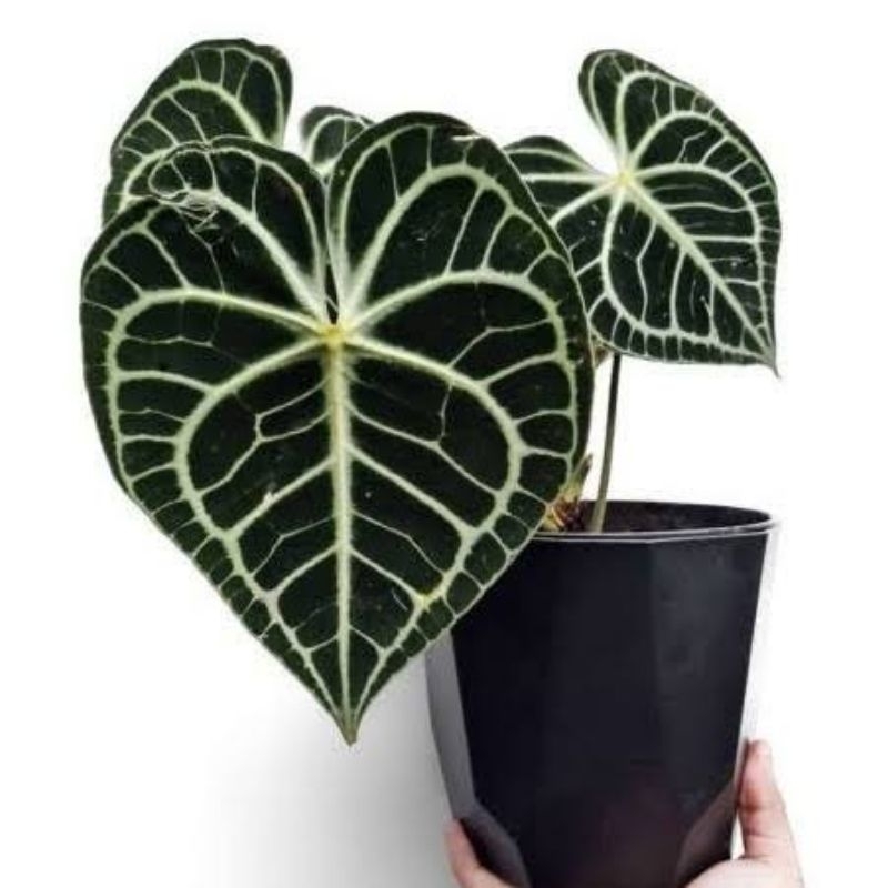 (BISA COD) Tanaman Hias Anthurium Kuping Gajah Tarantula Dewasa Tanaman Indoor Anturium Tarantula De