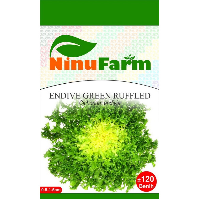 BENIH SELADA ENDIVE - ENDIVE GREEN RUFFLED - NINUFARM - 120 BUTIR