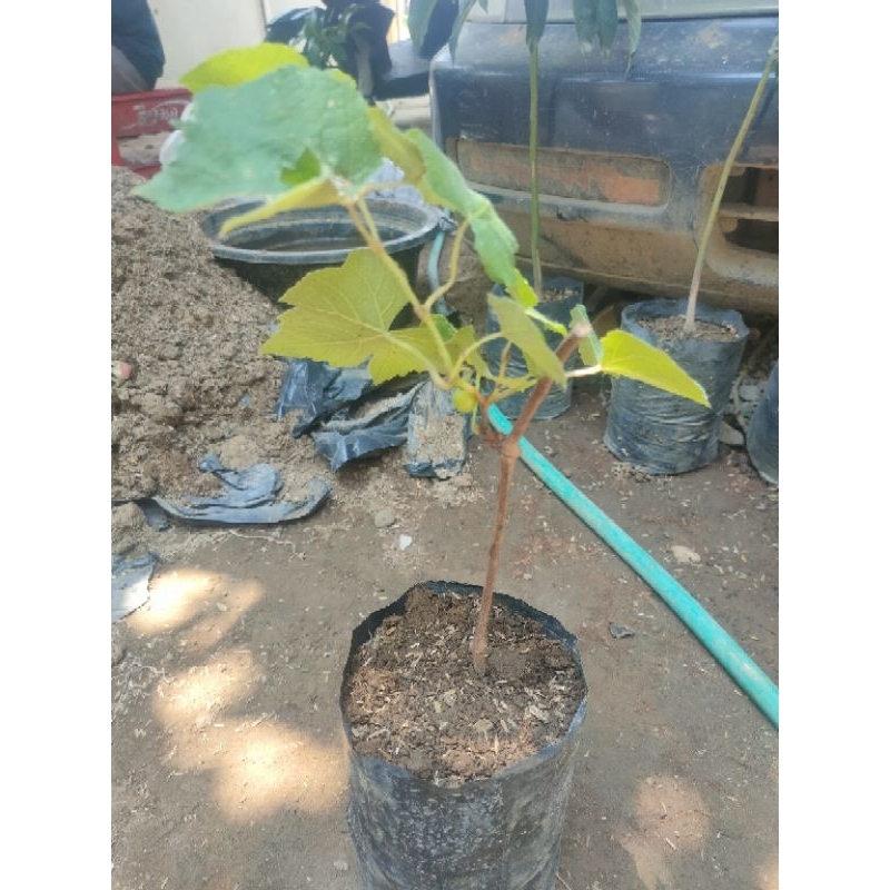 BIBIT ANGGUR HIJAU KONDISI SUDAH BERBUAH