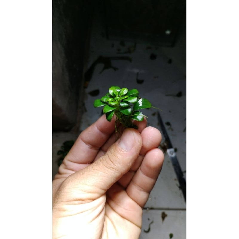 anubias petit