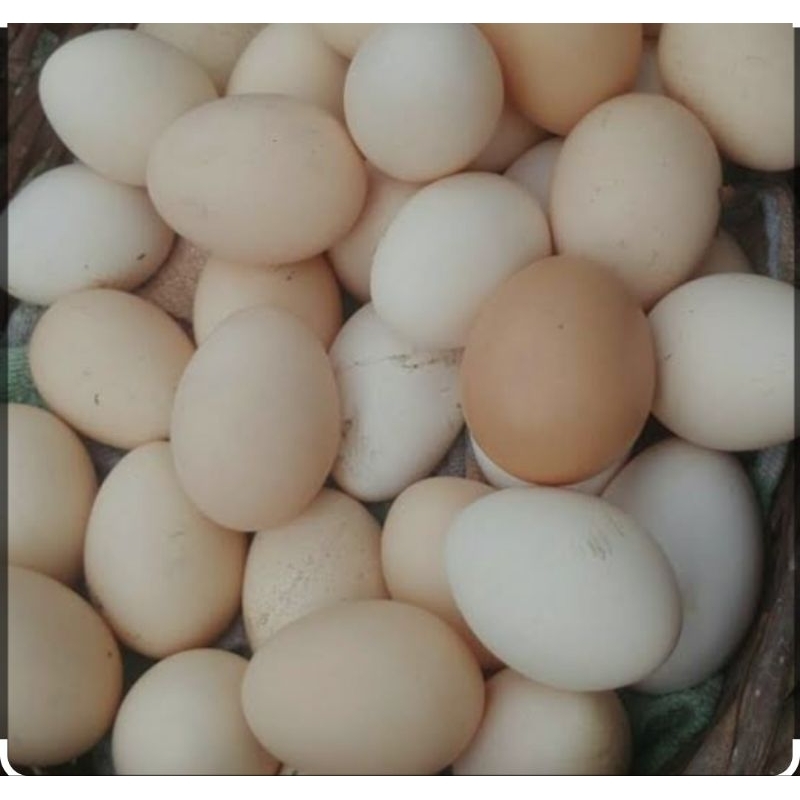 

telur ayam kampung fertil