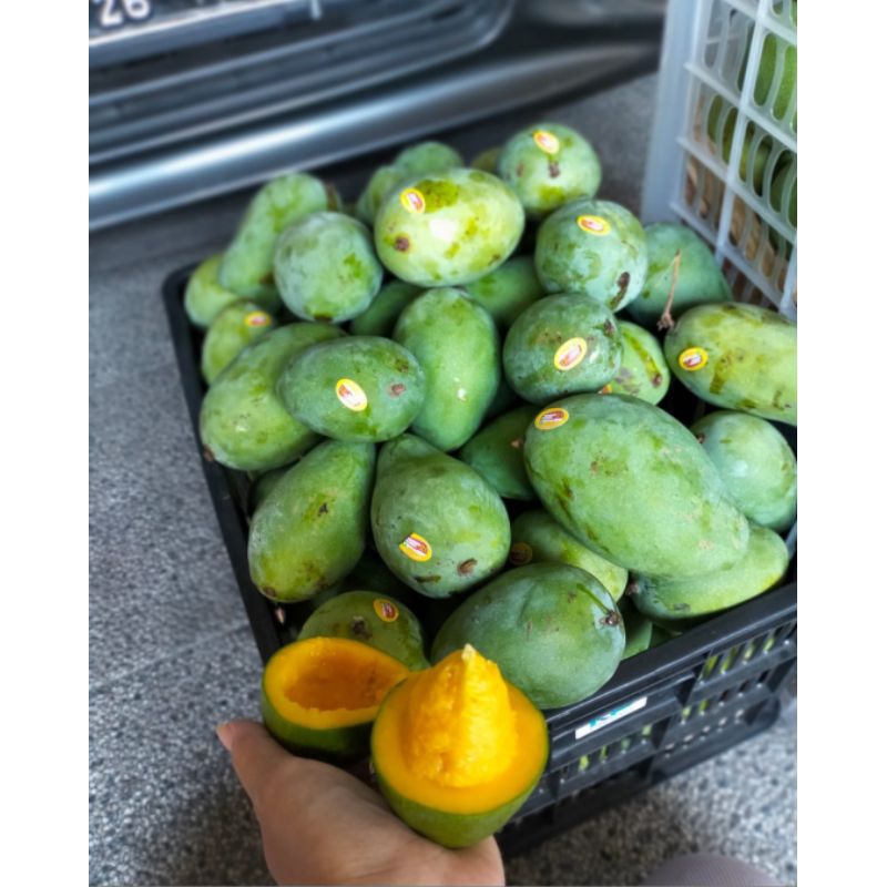 

Mangga Klonal MasakPohon
