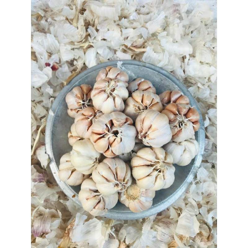 

bawang putih sinco honan garlic berkualitas