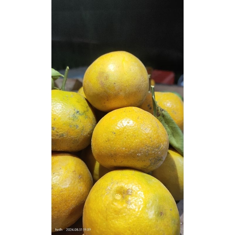 

jeruk siem batu malang