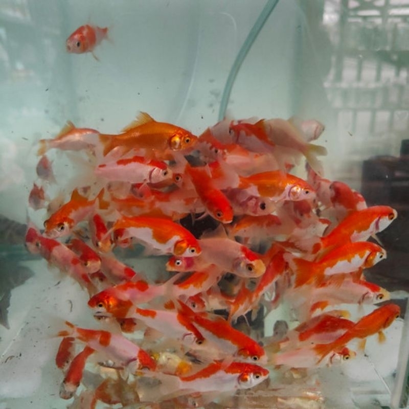 ikan mas komet slayer.