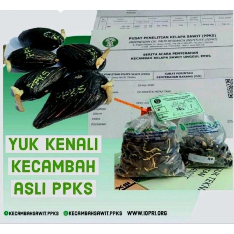Bibit Benih Polong Sawit PPKS DXP MEDAN PELEPAH PENDEK