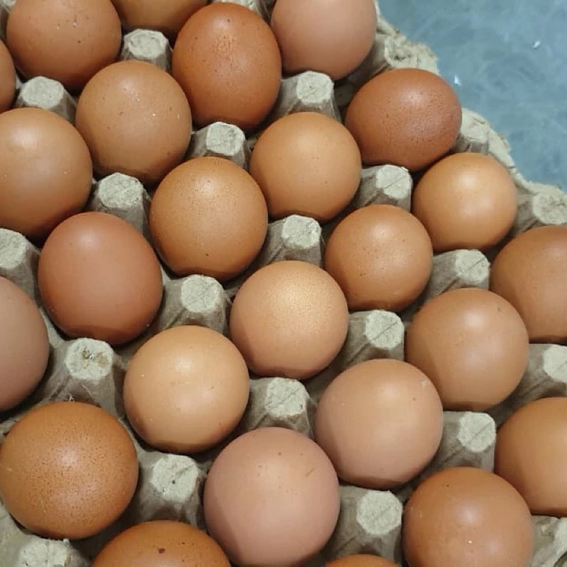

RB TELUR AYAM NEGERI FRESH DAN TERMURAH PER KG (15-16 btr)