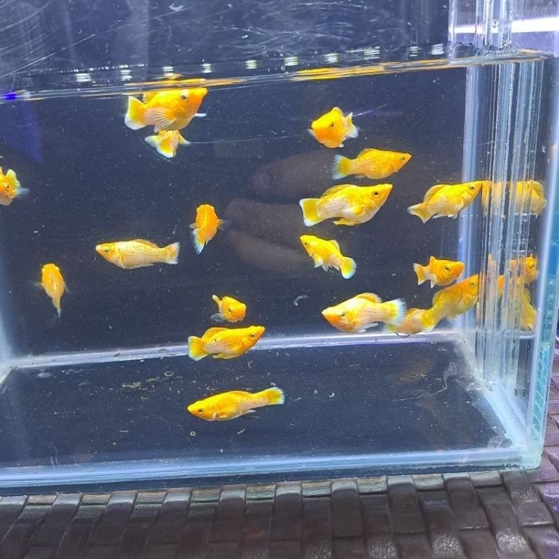IKAN HIAS AIR TAWAR-IKAN MOLLY GOLD