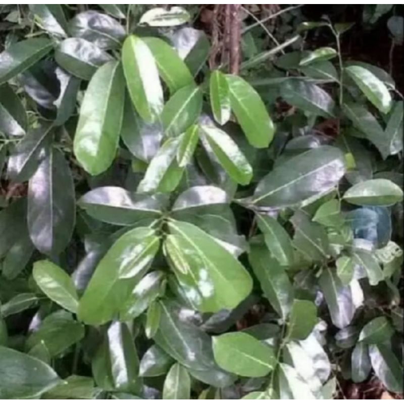 

daun sirsak segar pres dadakan 300 grm