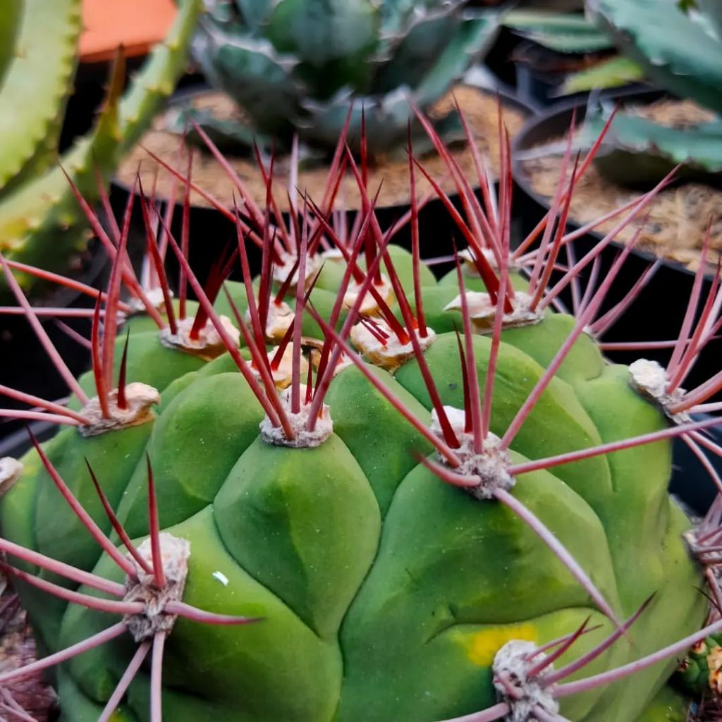 Gymnocalycium Marquezii Bibit (ex. indukan variegata)