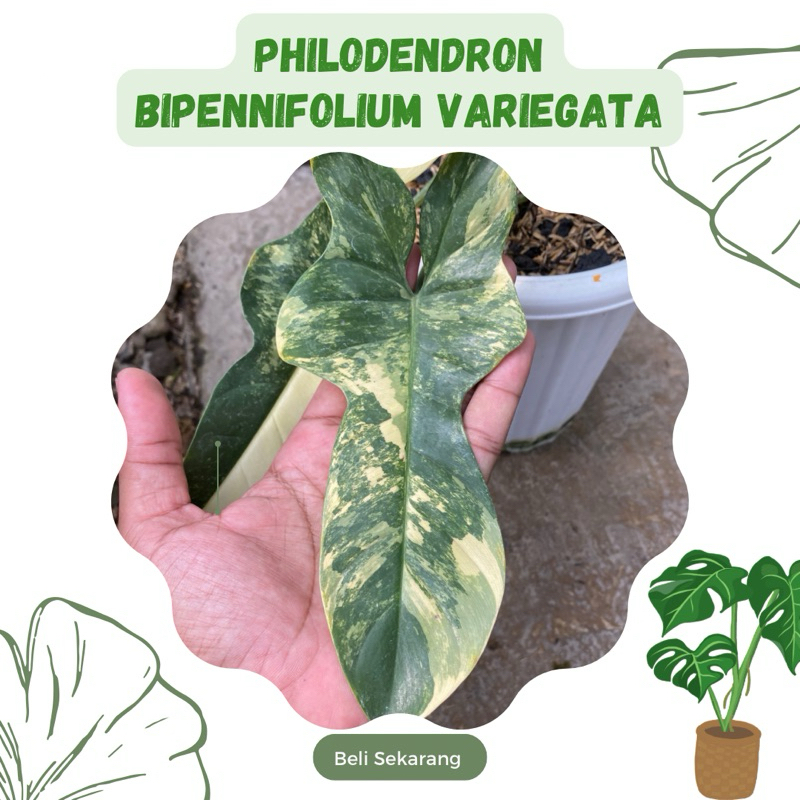 Philodendron Violin Variegata / bipennifolium