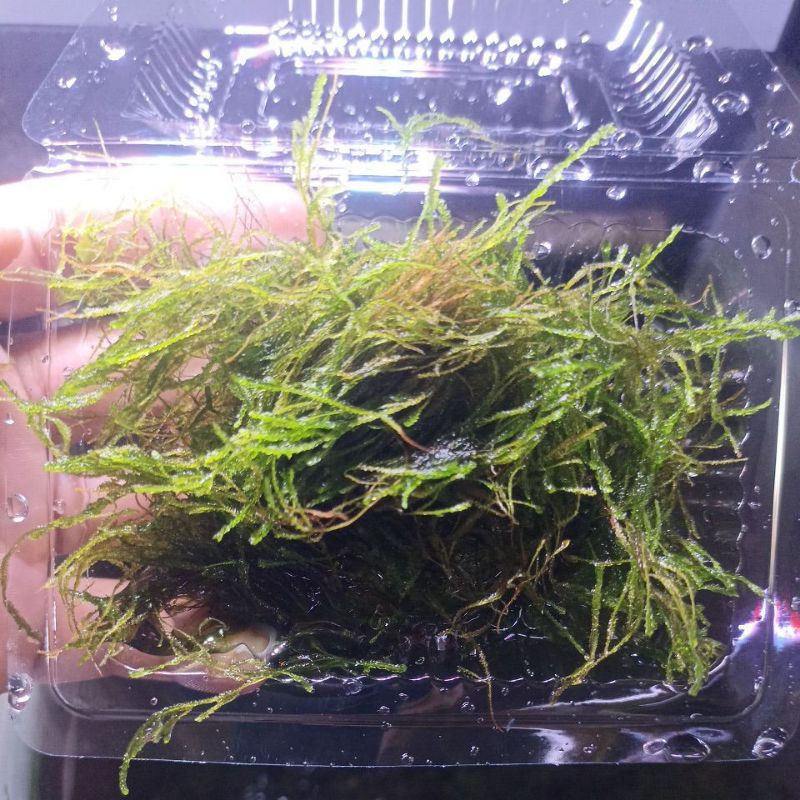 Moss Bahan Flame / Moss bahan aquascape