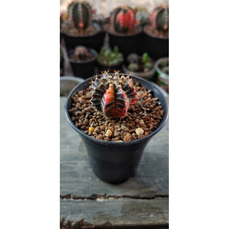 Kaktus Gymno lb | Miha Var  sedling