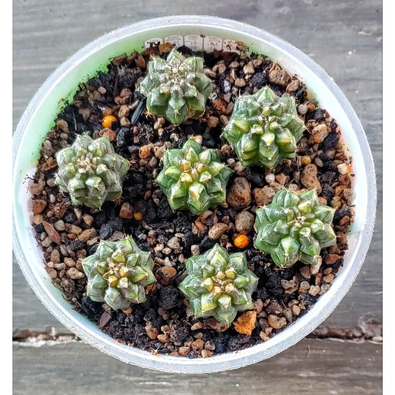 Kaktus Gymno Miha paketan